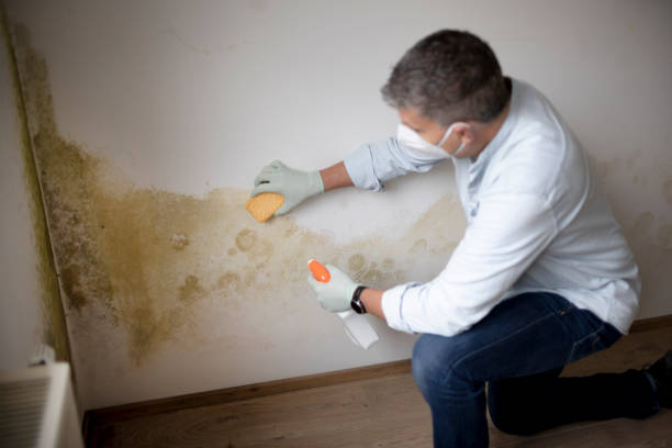 Mold Documentation for Insurance Claims in Dubuque, IA